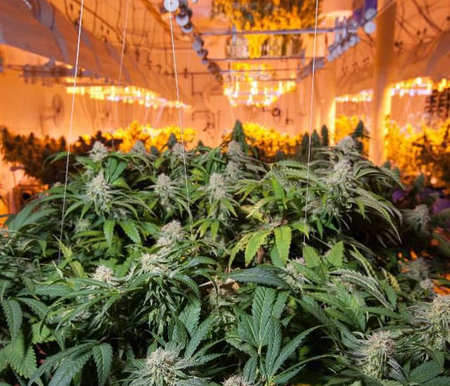 Décontamination de plantation de cannabis